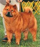 chien 